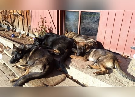 Topverpaarung Deutscher Schäferhund Welpen reinrassig Leistungslinie DDR HD/ED frei!