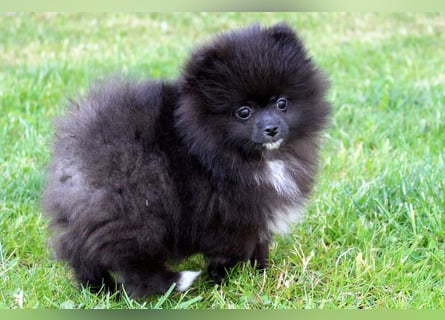 Zwergspitz Pomeranian Welpen in verschiedenen Farben mit Papieren
