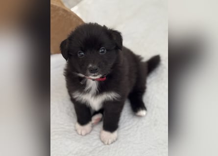 Australian Shepherd Welpen in  Black Bi