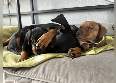Deutscher Pinscher Welpen aus dem Haus ,,Cava Land" FCI Zucht