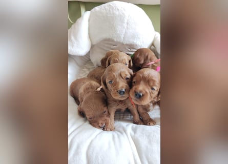 Wunderschöne Cockapoo-Welpen