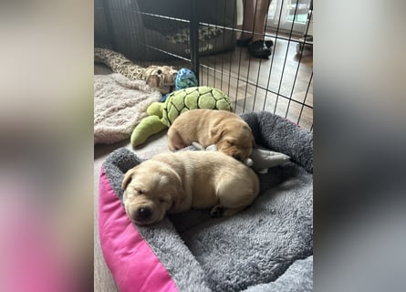 Reinrassige Labrador Welpen m.P. aus liebevoller Zucht
