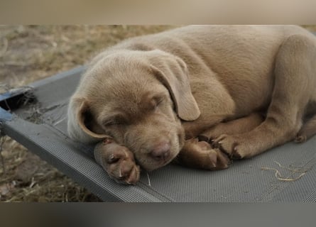 Labrador silber Welpen mit Ahnennachweis 12.08.24 geboren