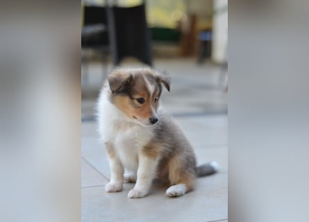 Sheltie Welpen
