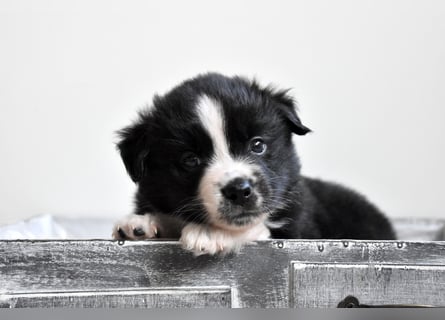 Miniature American Shepherd Welpen, Mini Aussies vom Züchter mit Papieren