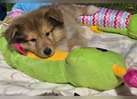 Colliewelpen