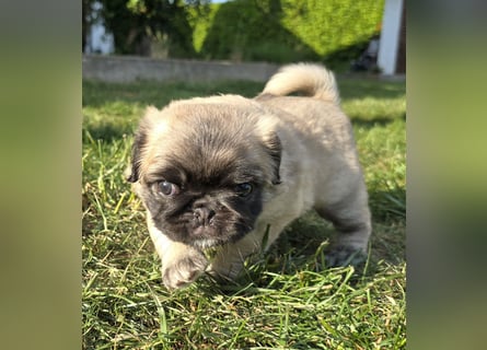 Mops Welpen  ( Altdeutsche )