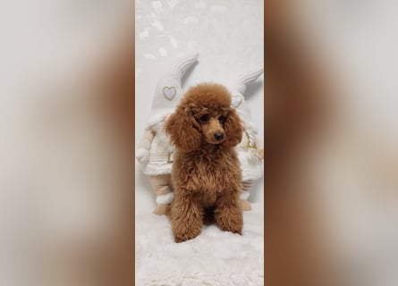 Toypudel/Zwergpudel mit Pedigree Ahnentafel