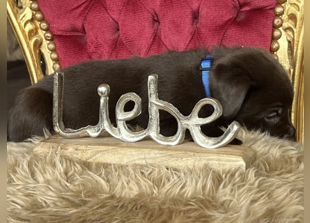 Schoko Labrador Rüde