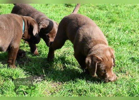 Acht reinrassige Labrador Welpen auf dem Weg in ihr neues Leben...