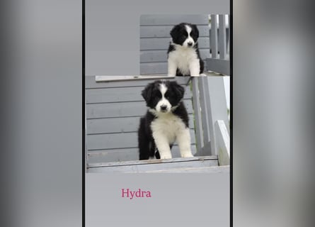 Wundervolle Australian Shepherd Welpen