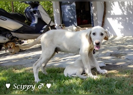 Scippy  und Kea suchen ab sofort ein Zuhause