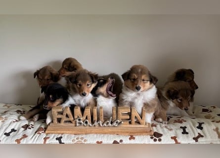 Wundervolle Collie-Welpen aus liebevoller VDH-Zucht suchen ein liebevolles Zuhause