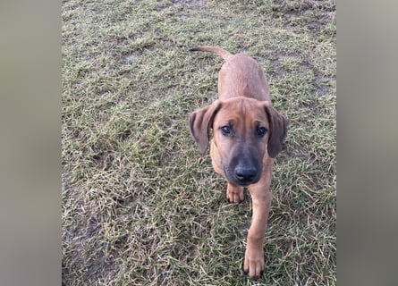 Rhodesian Ridgeback Malinois Welpe sucht seine Familie