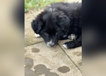 Australian Shepherd Welpen in  Black Bi