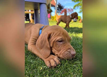Mayar Vizsla Welpen