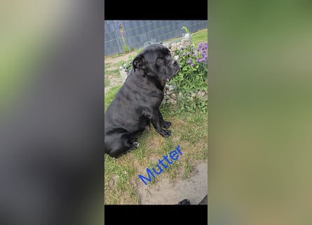 Presa Canario x Cane Corso 