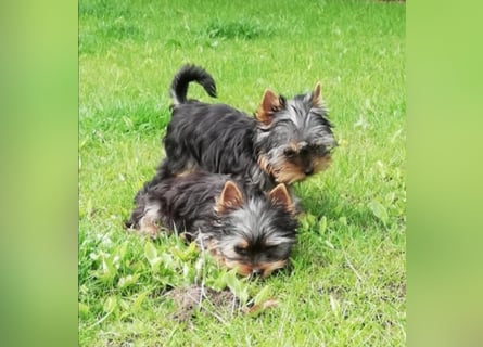 Yorkshire-Terrier Welpe Rüde sofort abgabebereit