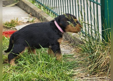 Airedale Terrier Welpen aus VDH Zucht