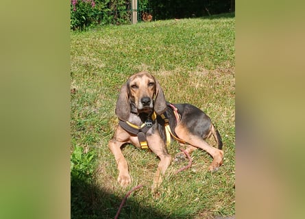 Jo:  Traumhund für Segugio-Freunde