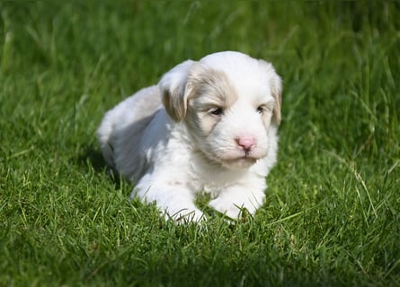 traumhaft hübscher Tibet Terrier Welpen aus erfahrender Zucht  sind geboren dürfen im Juni ausziehen