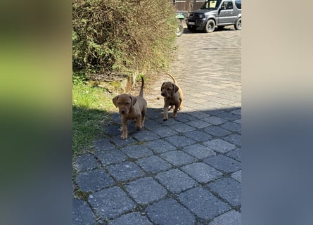 Wunderschöner reinrassiger Vizsla Welpe