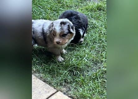 BernerSenne/ Australian Shepard