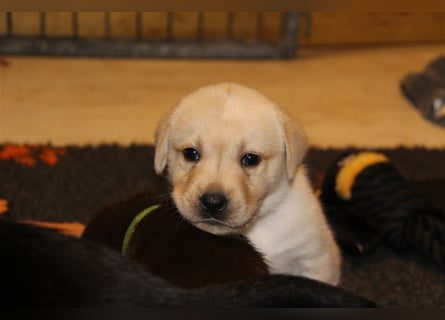 Unsere bildhübschen, vitalen Labradorwelpen sind gelandet!