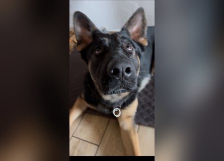 Lieber Schäferhund Rüde