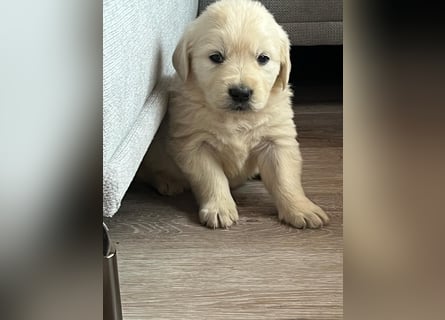 Golden Retriever Welpen abzugeben