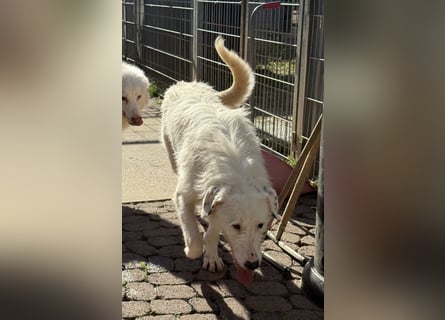 Die hübsche FIDES sucht ein liebevolles Zuhause