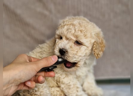 Maltipoo Welpe Rüde