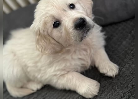 Golden Retriever Deckrüde mit Ahnentafel