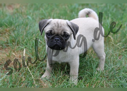 Mops 2.0 Welpen, Rüde, 13 Wochen, Ahnentafel CfdM / VDH / FCI