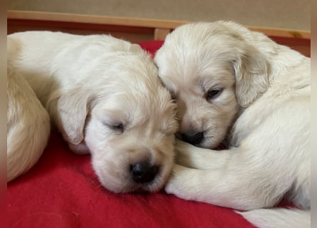 Zuckersüße Golden Retriever Welpen