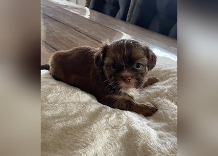 Maltipoo Mischlingswelpen Allergikergeeignet und kleinbleibend suchen neue Familien