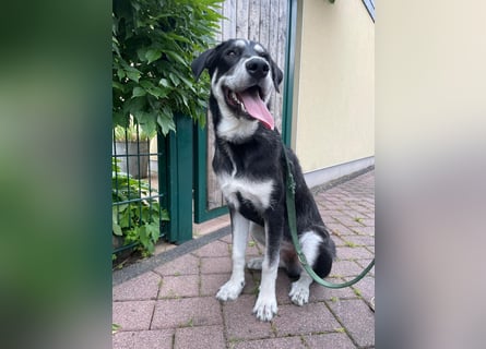 Raio sucht seinen Hof
