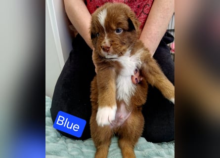 Australian Shepherd Wurfankündigung