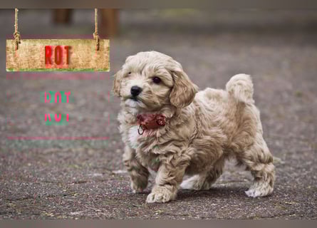 5 Wunderschöne Maltipoo-Welpen suchen ein neues, liebevolles Zuhause!