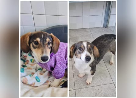 Dackelchen Mia und Emmi wollen nicht getrennt werden