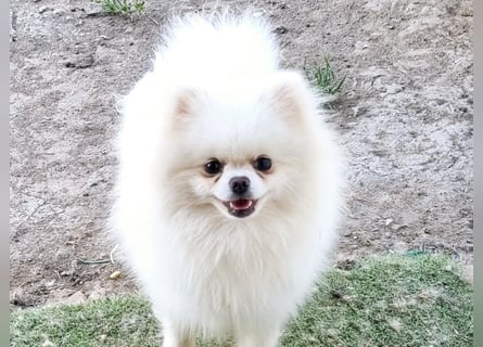 Pomeranian