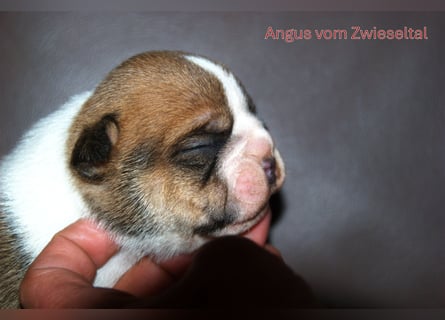 Continental Bulldogs vom Zwieseltal