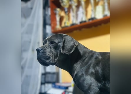 Cane Corso grau  welpen hündin Graue Hündin mit Züchtergarantie EUCH WCh-Linie zu verkaufen