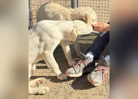Winnie : will toben, spielen, schmusen