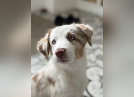 Missy 12 Wochen reinrassige Aussie Welpin