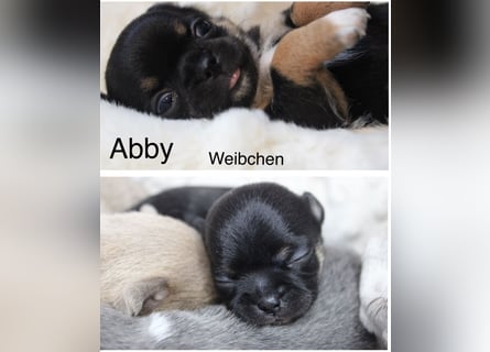 Reinrassige Chihuahua Welpen Kurzhaar