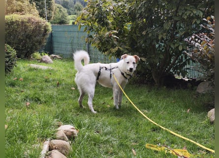 Lustiger Felix sucht ein aktives Zuhause