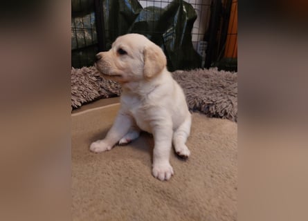 Wunderschöne Labrador-Mix Welpen