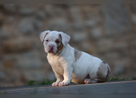 Unglaublich schöne American Bully Welpen!
