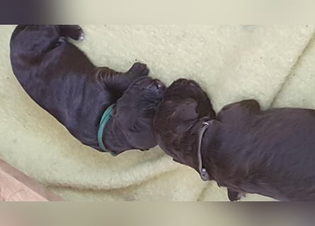 Portugiesische Wasserhund-Welpen aus der Welpenkrippe®